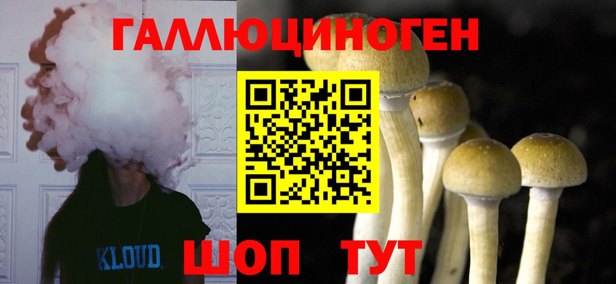 Галлюциногенные грибы Psilocybe Ступино